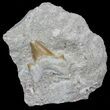 Otodus Shark Tooth Fossil In Rock - Eocene #60206-1